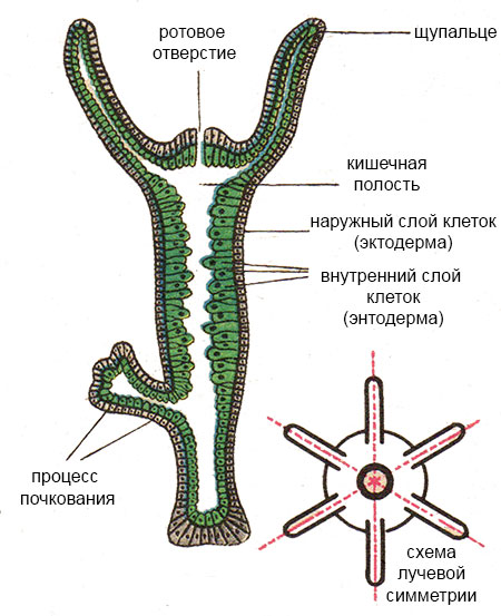 Зеркало kraken krakens16