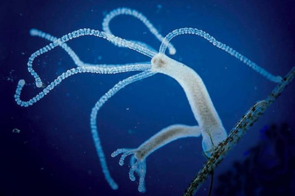 Кракен krakens13 at