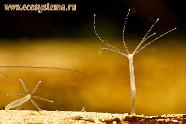Кракен площадка kr2web in